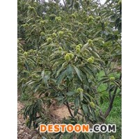 板栗苗栽培管理普洱市信阳果粉多