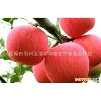 苹果果粉饮品原料 厂家供应苹果浓缩粉 青苹果纯粉价格 苹果酵素粉