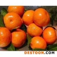 橙汁粉  香橙果粉   香橙提取物 香橙浓缩汁粉 香橙速溶粉