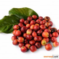 臻嘉 咖啡  巴西精品咖啡豆批发供应商