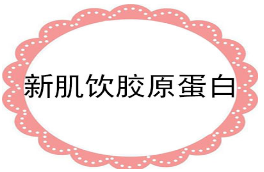 新肌饮胶原蛋白