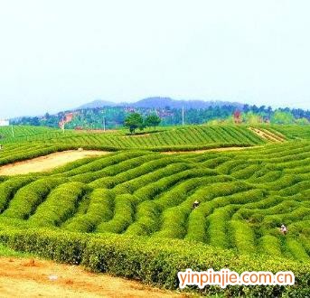 武夷山山苑阁岩茶场