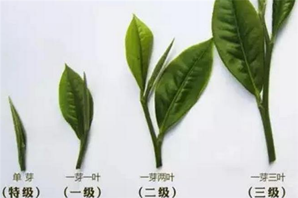 一鼎红加盟