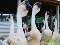 曾哈儿卤鹅加盟多少钱？曾哈儿卤鹅加盟费用大解析！