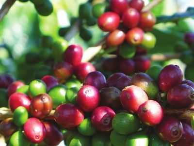 前10月云南咖啡出口 同比增长42.5
