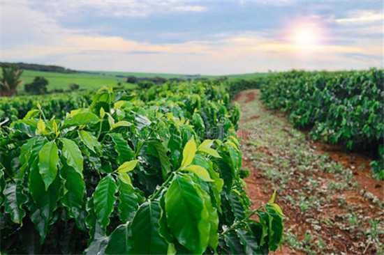 定安发展咖啡种植产业 并围绕咖啡元素推动农旅融合