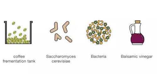 咖啡发酵时会发生的反应