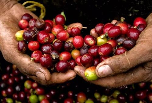 天猫国际增速明显，咖啡品类达到690%增长