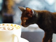 开咖啡店要回归现实