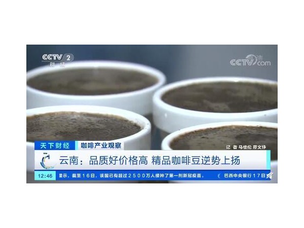 云南精品咖啡火了！咖啡豆价格翻番，云南咖啡品牌数量大增80%