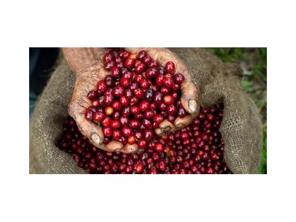 全球咖啡主产区采收季汇总