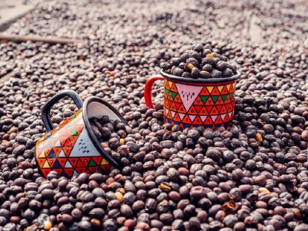 埃塞俄比亚推出精品咖啡推广计划——建造一个咖啡主题园，建立统一咖啡品牌标识