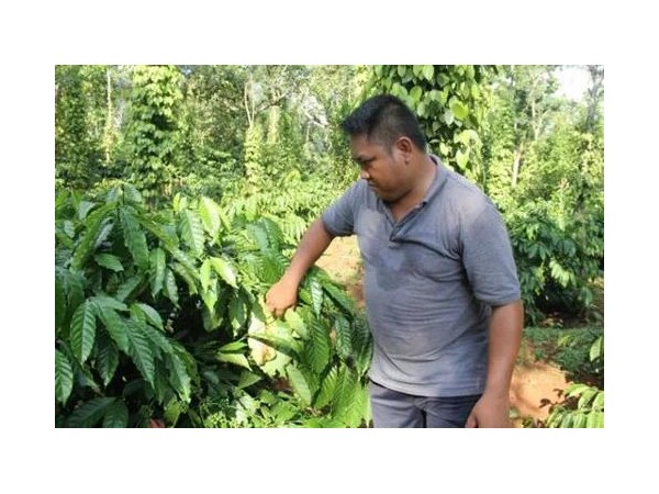 湄公河“咖啡王国”的新烦恼