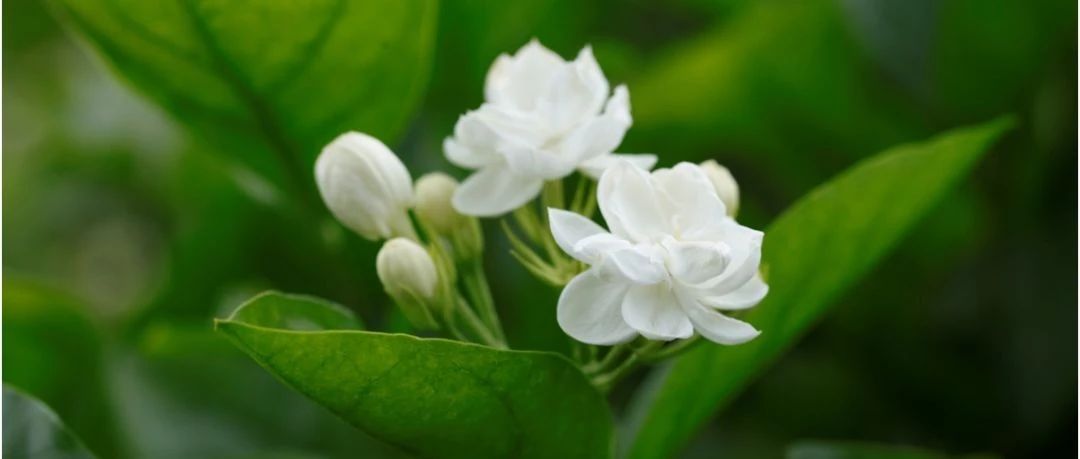 超适合做水果茶的茉莉花茶 样品等你领取
