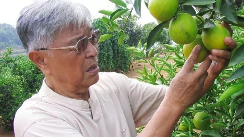 盘点 | 褚时健的新战场：  岁做深加工，布局NFC果汁“争夺战”