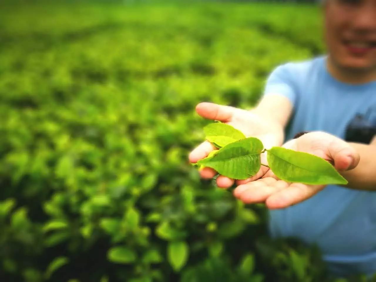 大揭秘 奶茶店用的CTC红茶为什么那么便宜