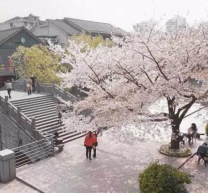 门口私藏樱花树，这家咖啡馆每年都能“浪漫地”火一次