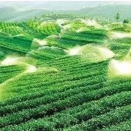 Coco都可的产品为什么厉害？这个茶园说出了部分秘密