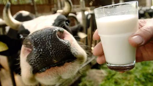 产量减少 奶价或将迎来反弹
