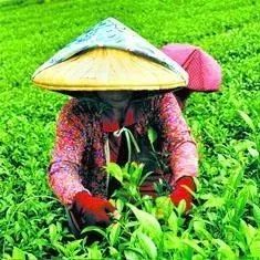 台湾卖往大陆的茶叶被退回 茶农下跪求副总统帮忙
