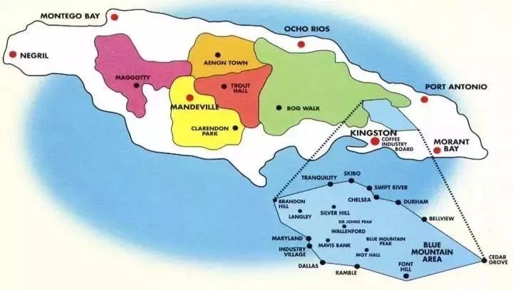 真假牙买加蓝山怎么辨别？有什么区别？牙买加蓝山咖啡风味如何？