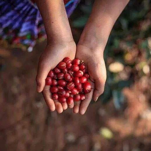 咖啡培训 | 非洲、美洲、亚洲精品咖啡豆的风味特征