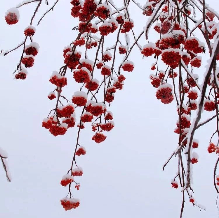 摄影|有一种冬季的美,叫带岭的雪!