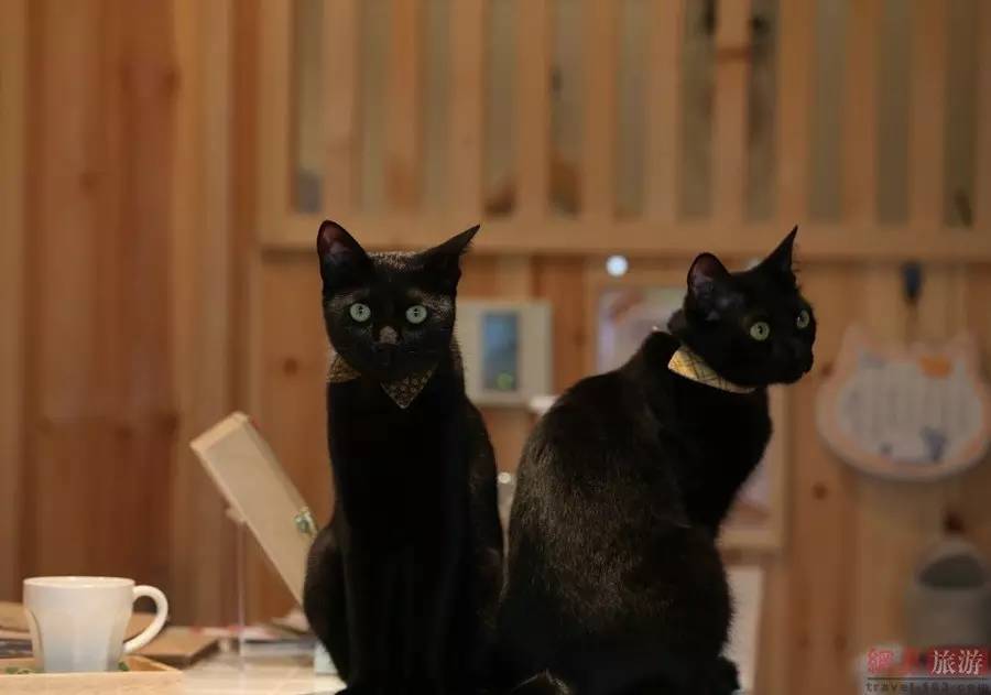 调查 | 胡同里的猫咪咖啡馆