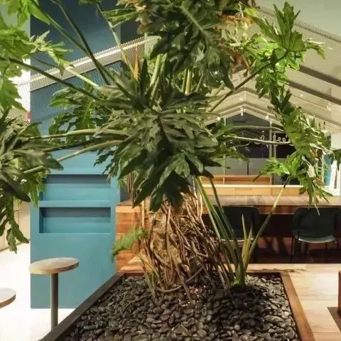 如何只靠绿植设计一家店？这家咖啡馆给你灵感