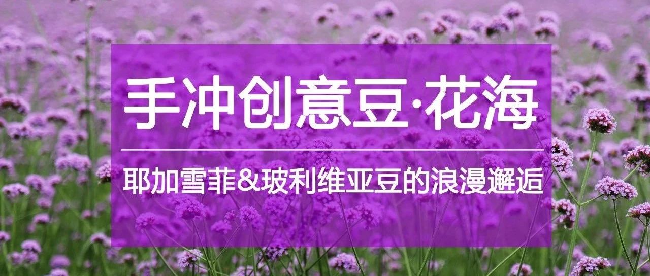 手冲创意豆·花海 | 喝咖啡当然要“好星情”