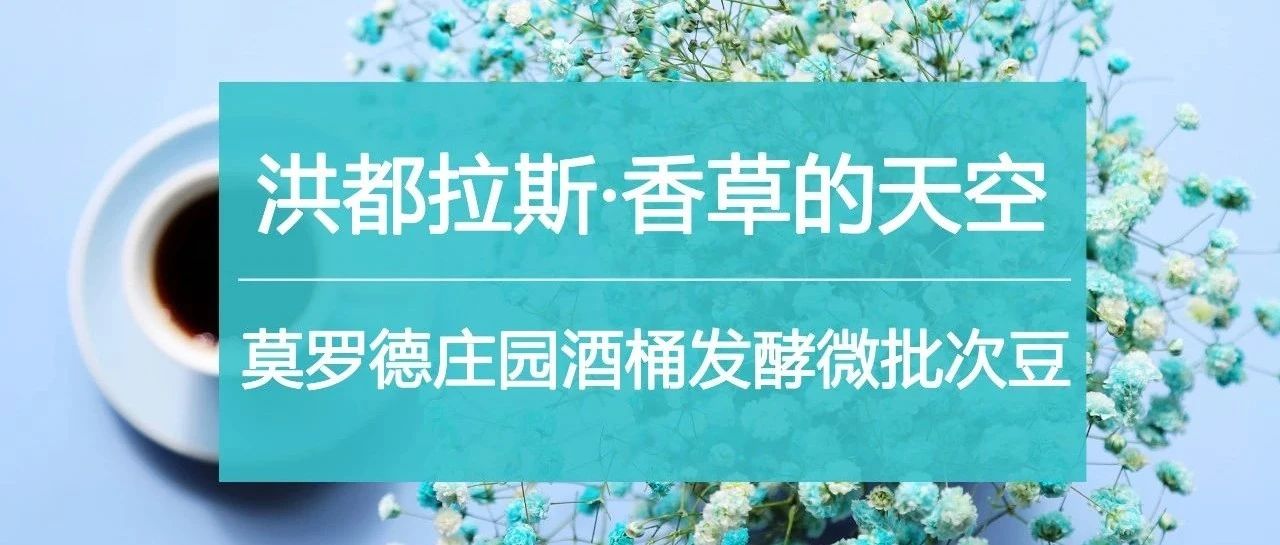 爱喝荔枝兰的你，别错过洪都拉斯新豆！