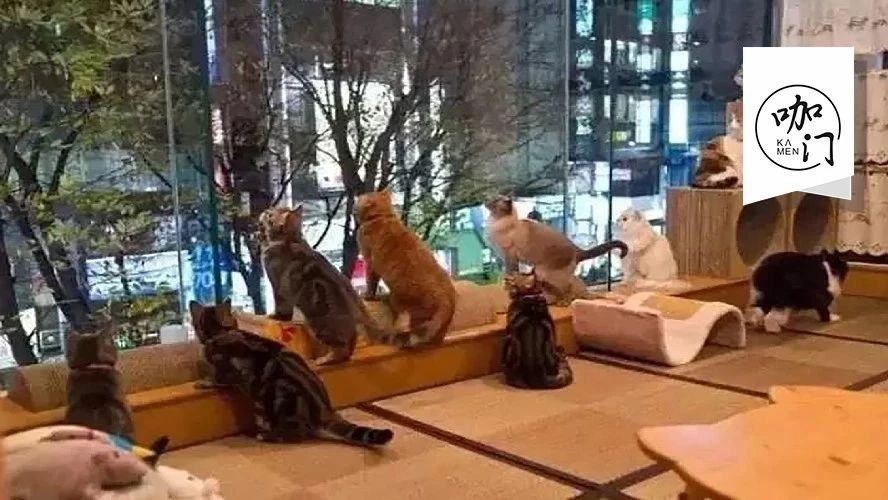 如果猫会说话，猫咖里一定充满了恶毒的咒骂