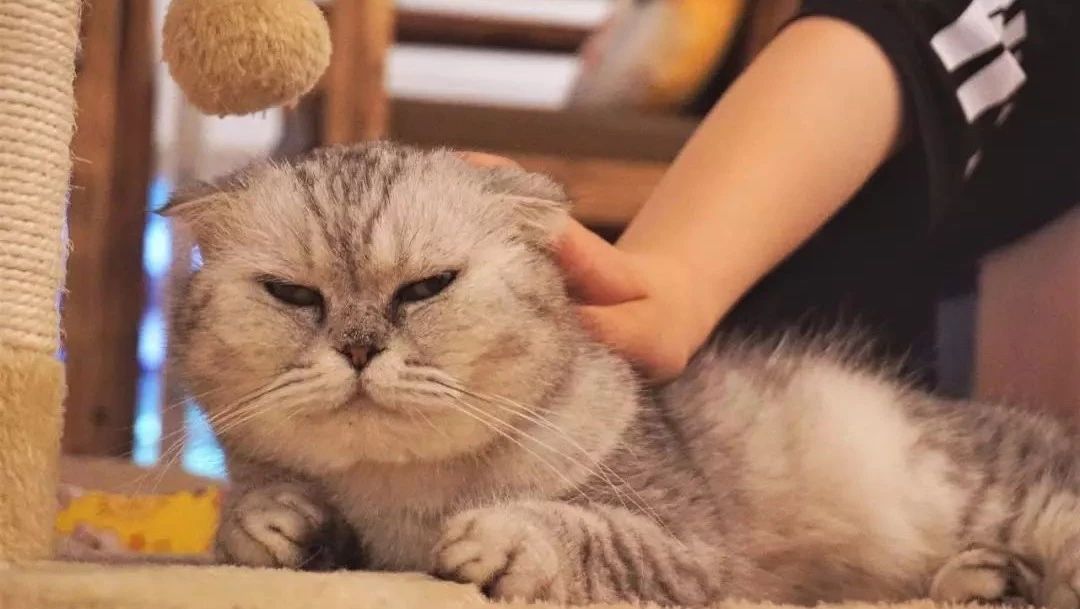 当撸猫成为流行，亿规模的“猫经济”该如何抓住？
