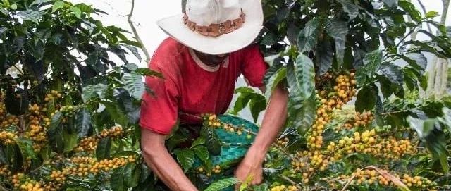 【咖啡种植】咖啡生产者应该如何应对突发天气状况？