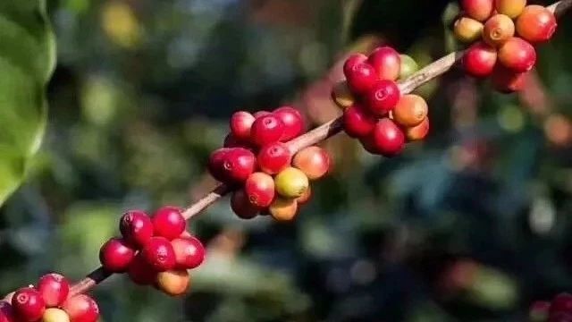 阿拉比卡咖啡和罗布斯塔咖啡豆到底有什么区别？