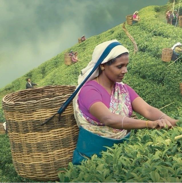 茶叶供应链动态：今年锡兰红茶有个好消息！