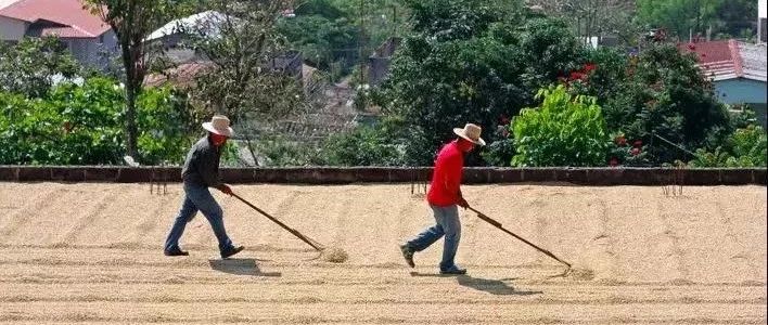 世界咖啡巡礼 | 第 站 洪都拉斯 大咖啡产区