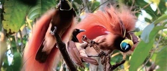 世界咖啡巡礼 | 第 站 鸟的天堂-巴布亚新几内亚