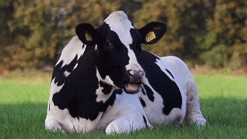 哞~ 牛奶也可以追溯哪一头牛？单一产区奶源来了，单一产区巧克力也来了！