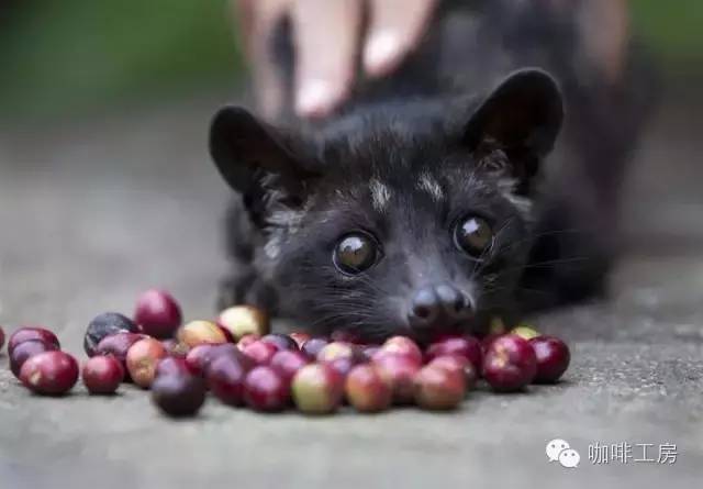 纽约有个创业公司，让猫屎咖啡和麝香猫无关