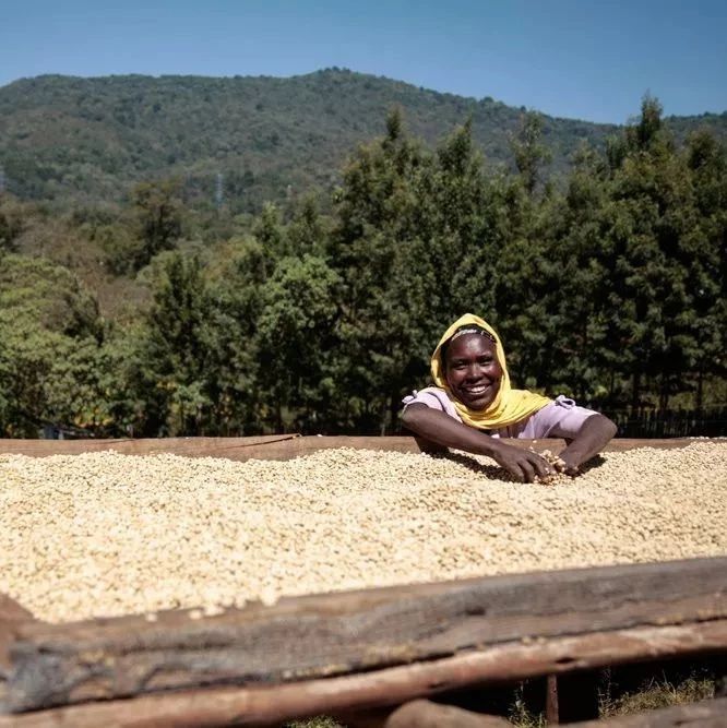 肯尼亚AB小红莓 | 咖啡工房研习课室