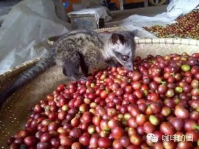 揭秘顶级“猫屎咖啡”，麝香猫选豆比机器还厉害？