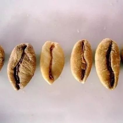 被遗忘的第三个品种：精品赖比瑞亚咖啡？