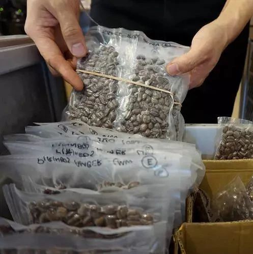 咖啡豆如此纤细：到底是冷冻了更好喝，亦或是冷冻就变味？