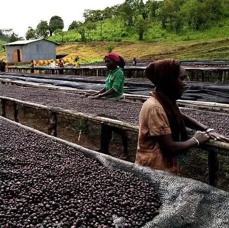 肯尼亚日晒微批次· 安达贝斯庄园咖啡豆【专题报告】