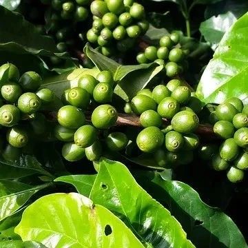 罗布斯塔咖啡豆价格大跌，接近九年低点