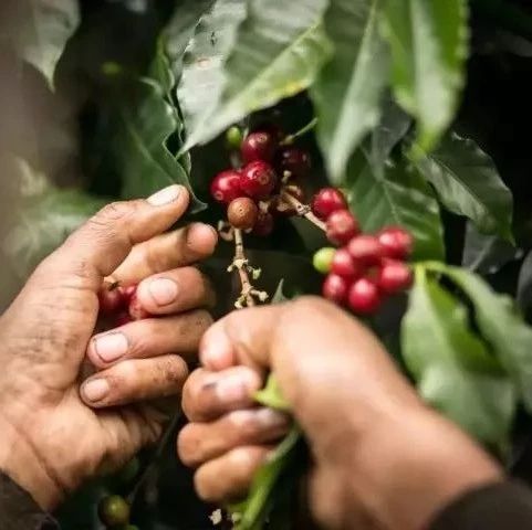 同样是【铁皮卡】品种咖啡，牙买加蓝山与夏威夷科纳的区别在哪？