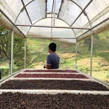 菲律宾咖啡：在异常气候与廉价进口咖啡双重障碍中寻求发展