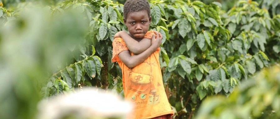【非洲咖啡产国】莫三比克反抗军签和平协议，放下武器种咖啡