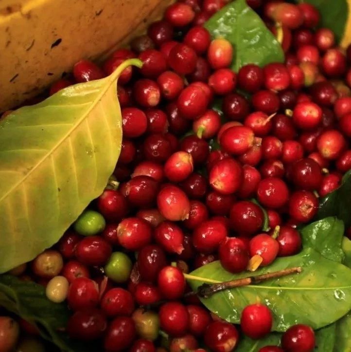 咖啡豆价格跌至史上低位！巴西与哥伦比亚联手应对危机